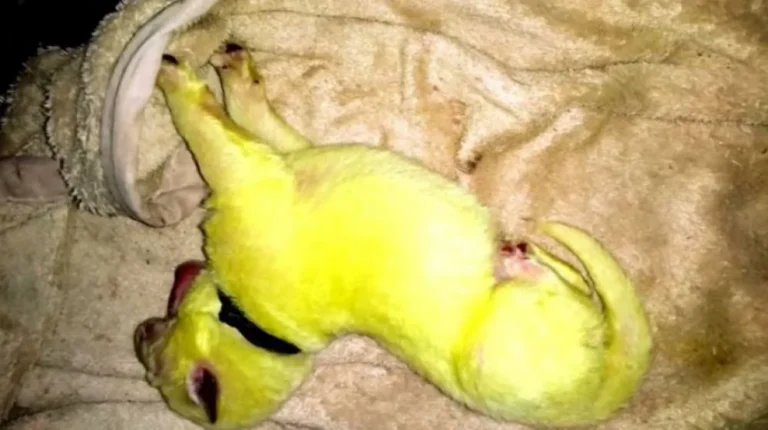 Un Chiot Vert : La Curiosité de l&rsquo;Élevage Canin en Allemagne