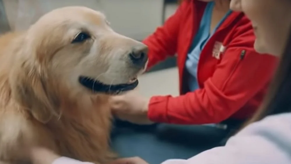 Un Propriétaire de Chien Dépense 6 Millions $ pour un Spot au Super Bowl