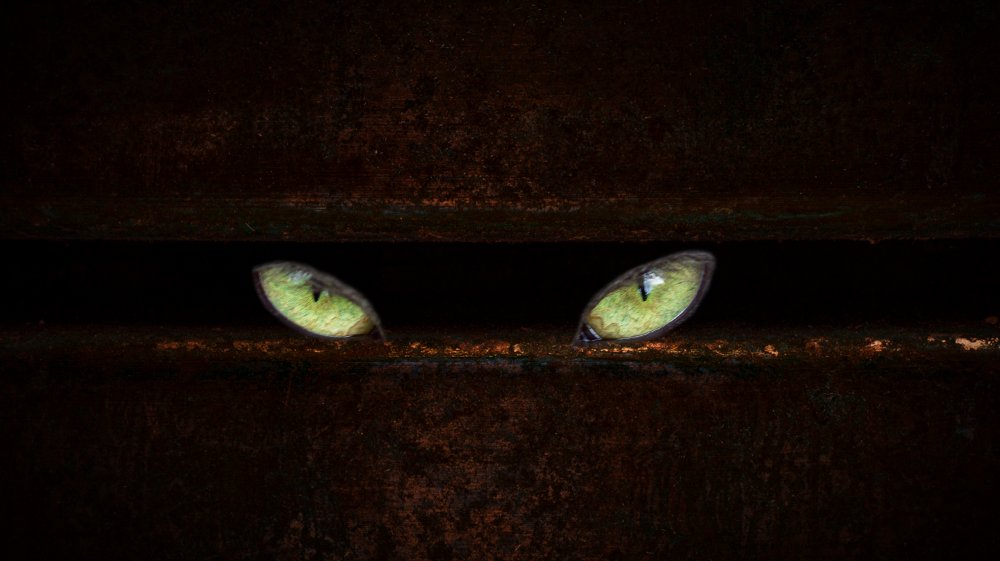 Gros plan sur des pattes griffues de chat