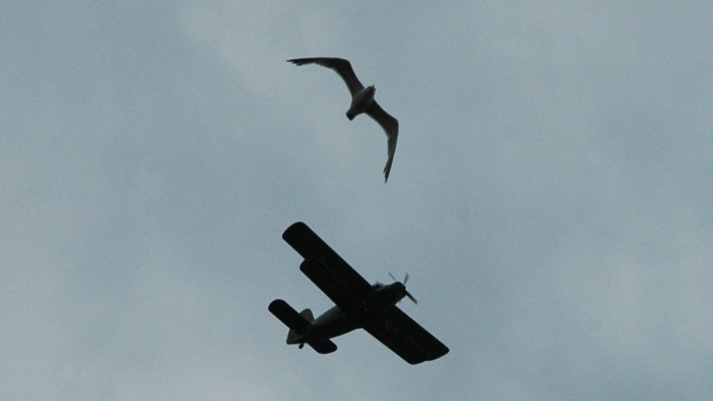 Oiseau et avion en approche
