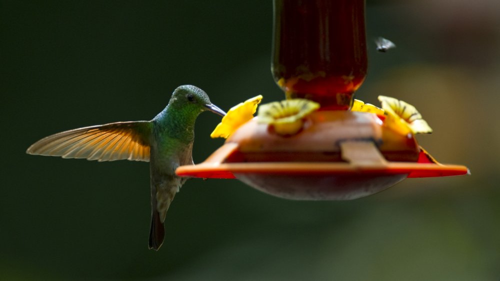 Colibri abeille