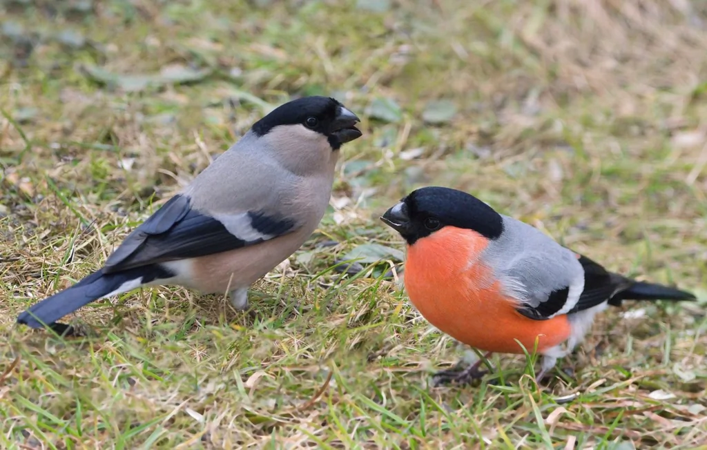 Anti Saint-Valentin : comment les couples réinventent la fête de l'amour