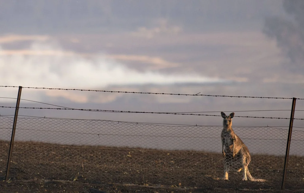 Australie : Comment le Victoria s’adapte face aux méga-feux