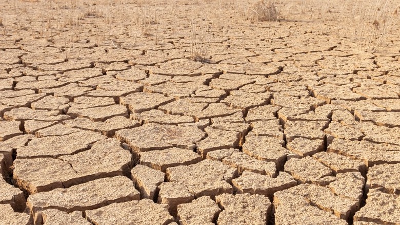 cracked ground due to drought