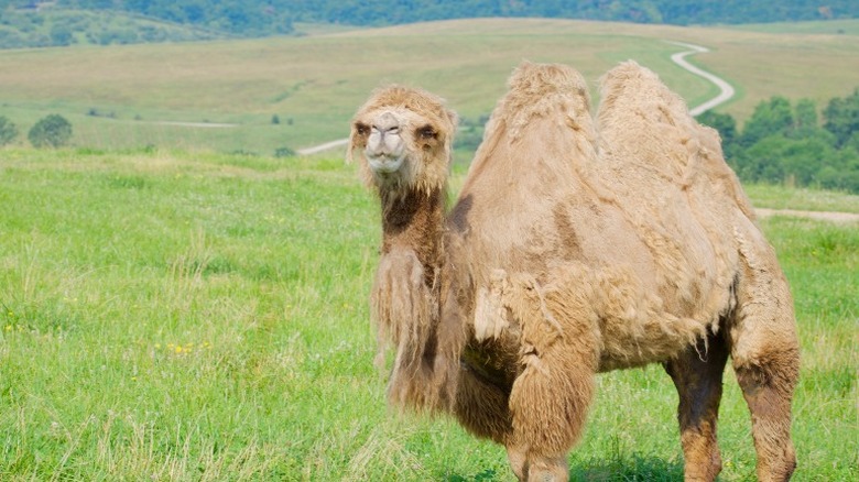 camel in the wild