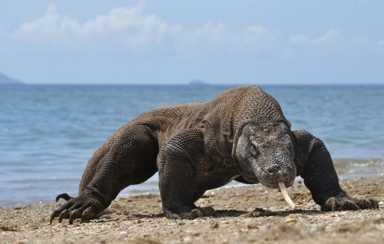 Dragon de Komodo : pourquoi ce lézard géant est-il menacé ?