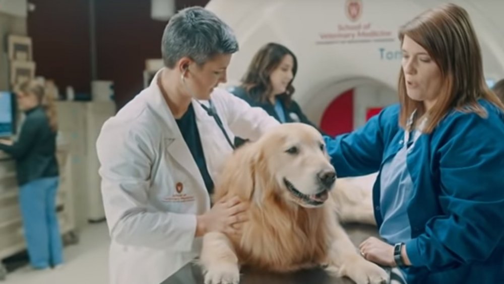 Scout, le chien, après les soins