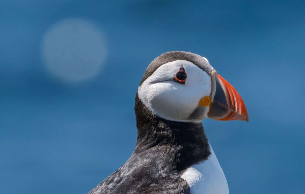 Hécatombe de macareux sur les plages atlantiques : les causes expliquées