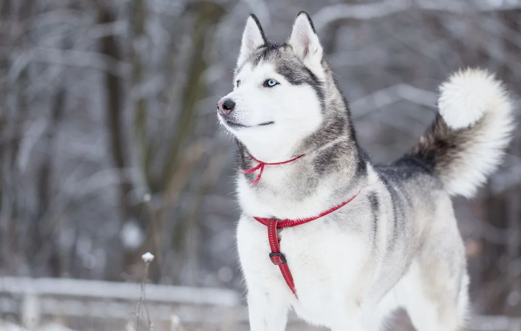 Husky de Sibérie : les secrets biologiques d'un survivant du froid