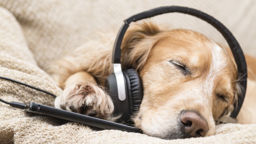 chien écoutant de la musique