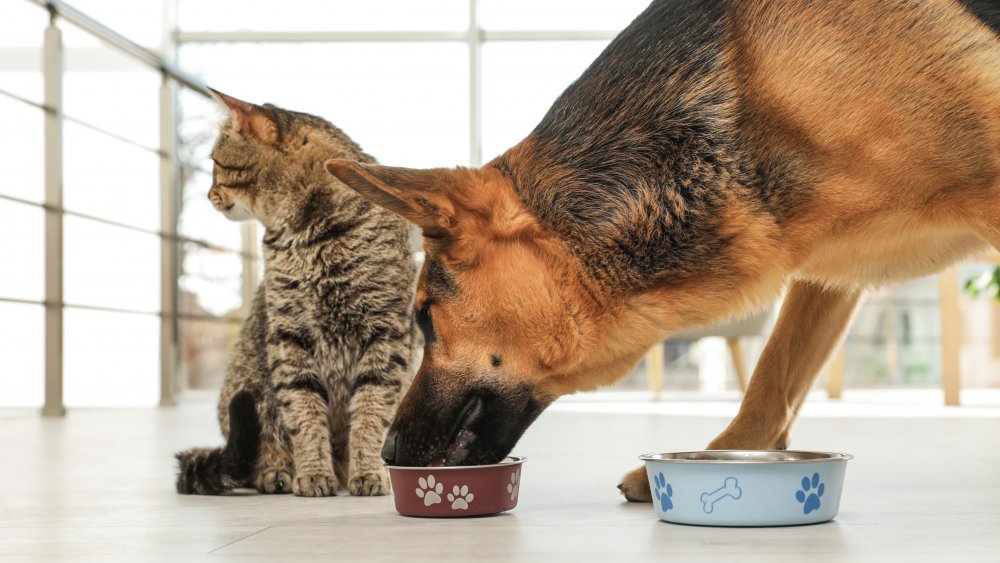 Chien mangeant de la nourriture pour chats