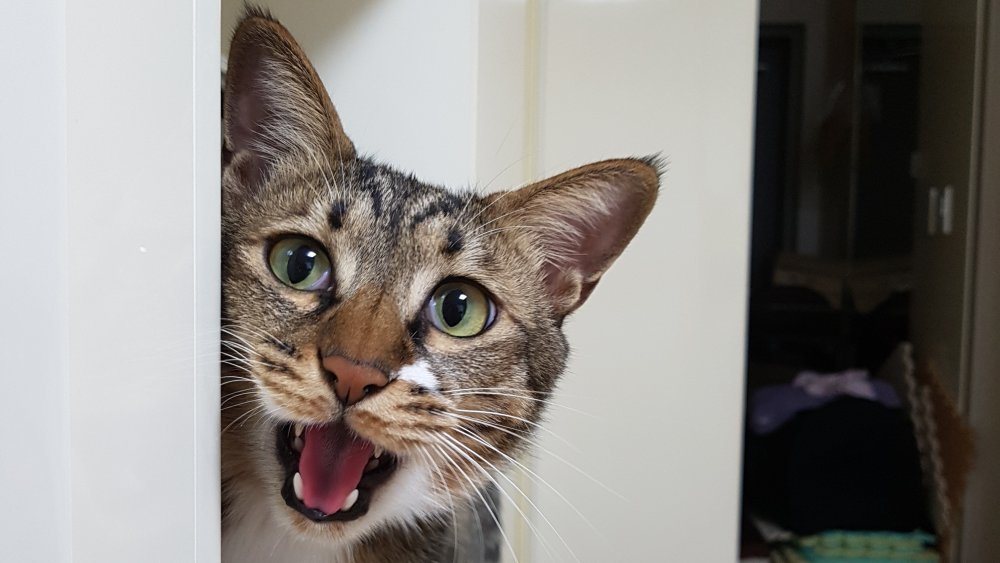 Chat semblant appeler à l'aide