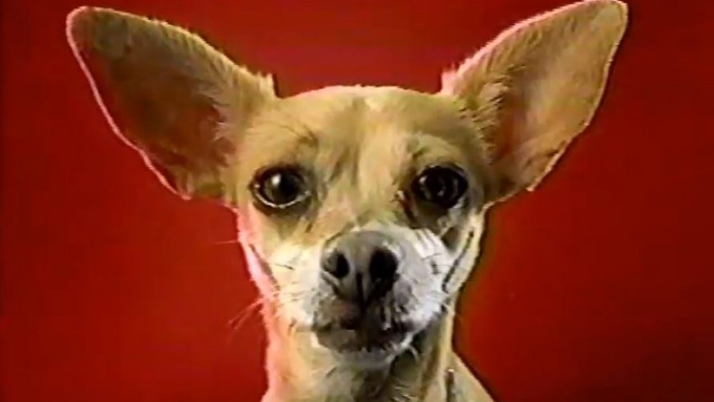 Gidget, le chien de Taco Bell, mascotte controversée