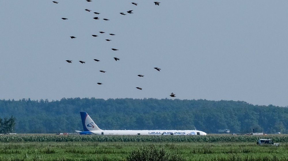 Avion après une collision avec un oiseau