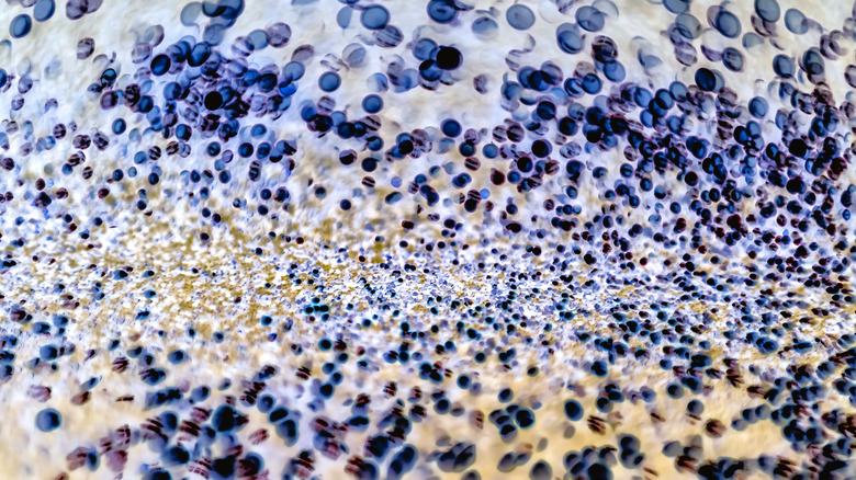 Cellules bactériennes au microscope