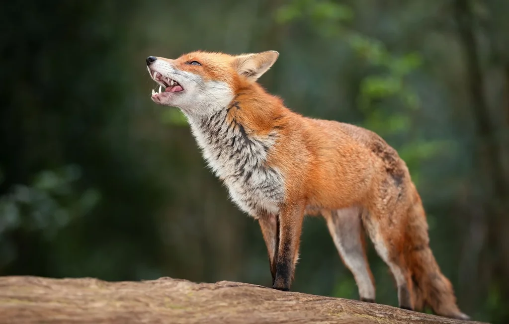 Pourquoi les renards hurlent-ils la nuit en février ? Explications