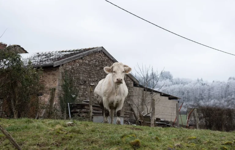 Rumeur dans le Morbihan : un éleveur sanctionné par l&rsquo;OFB ?