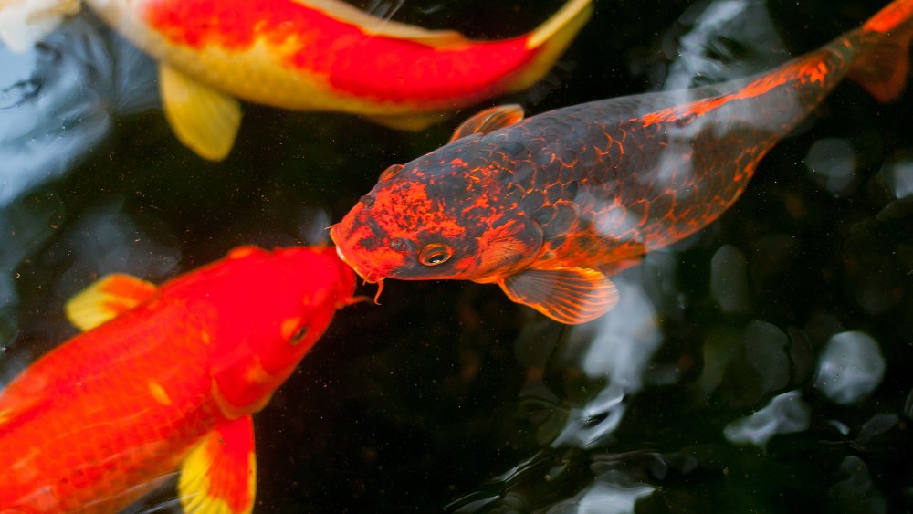 Koi dans un bassin