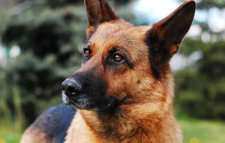Suisse : 360 000 € d&rsquo;amende pour la propriétaire d&rsquo;un chien mordeur