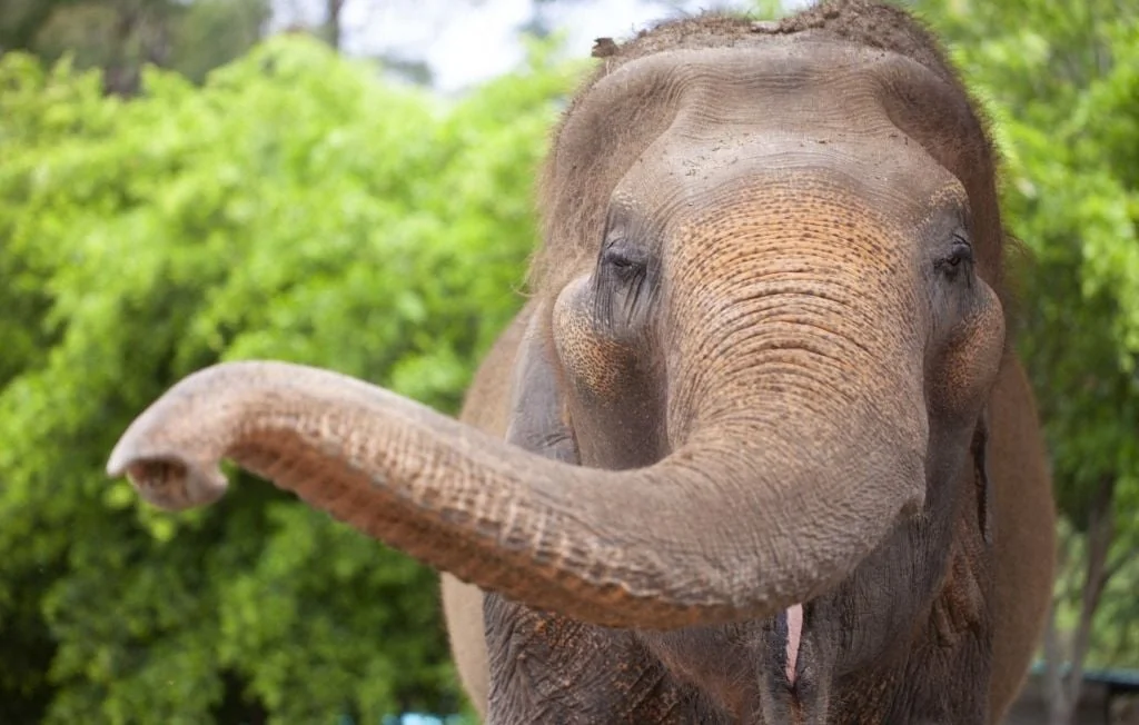 Thaïlande : un touriste tué par un éléphant récidiviste à Khao Yai