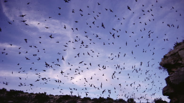 Nuée de chauves-souris sortant des grottes de Carlsbad au crépuscule