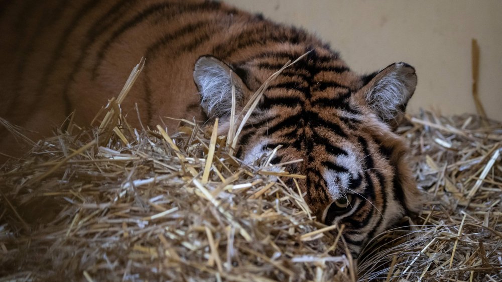 tiger hay