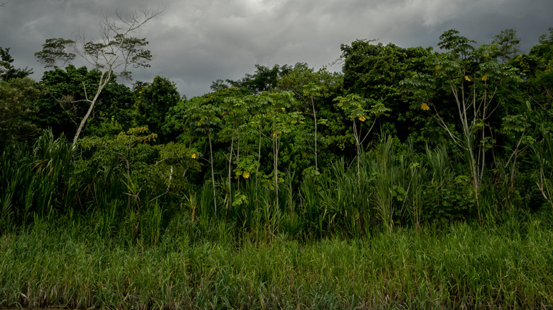 Une jungle au Pérou