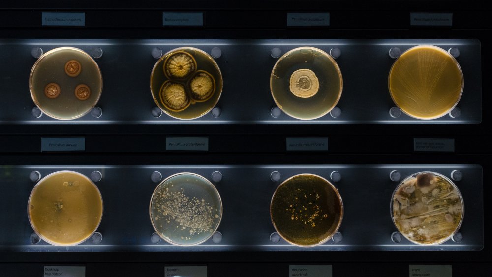 Bactéries au microscope