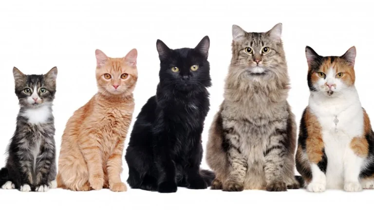 Combien de races de chats existe-t-il dans le monde ?
