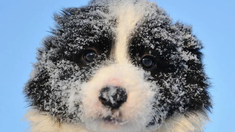 Découverte d&rsquo;un chiot gelé vieux de 18 000 ans en Russie