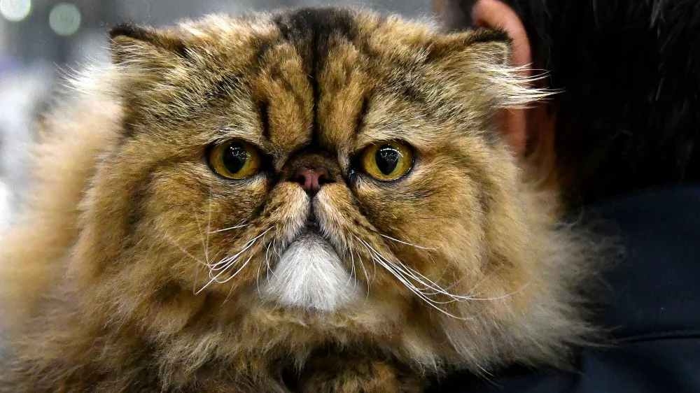 Découvrez la race de chat la plus silencieuse au monde