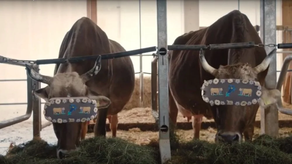 Des Casques VR pour Vaches: Une Révolution Agricole en Russie