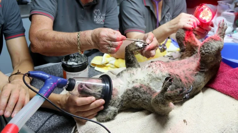 Des Mitaines Tricotées pour Sauver les Animaux d&rsquo;Australie