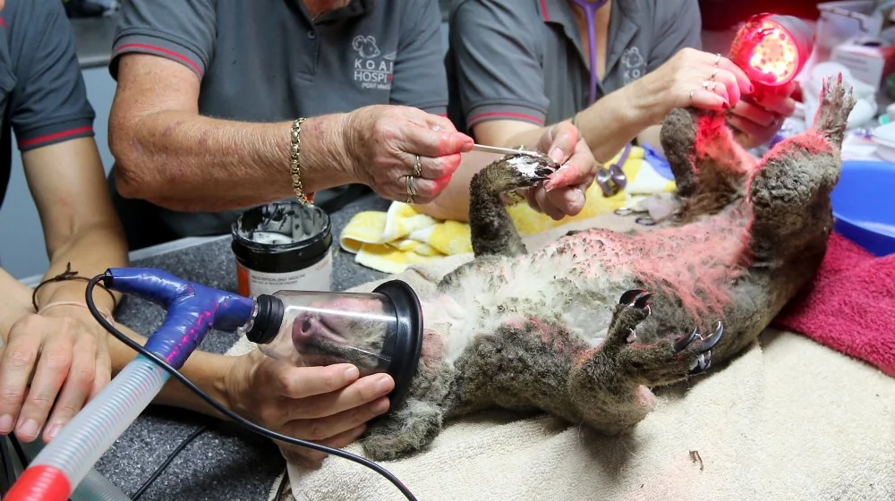 Des Mitaines Tricotées pour Sauver les Animaux d'Australie