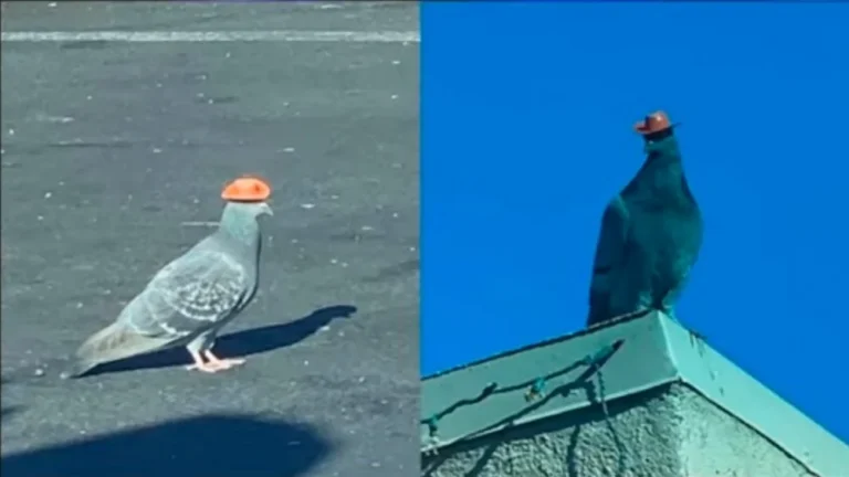 Des Pigeons avec des Chapeaux de Cowboy à Las Vegas