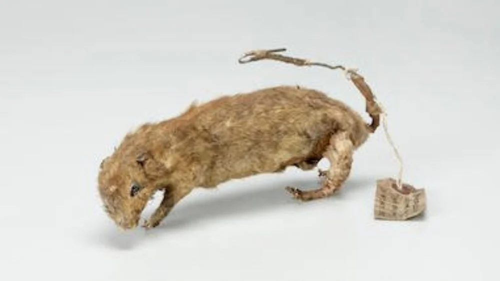 Des Rats Explosifs au Service des Alliés Pendant la WWII