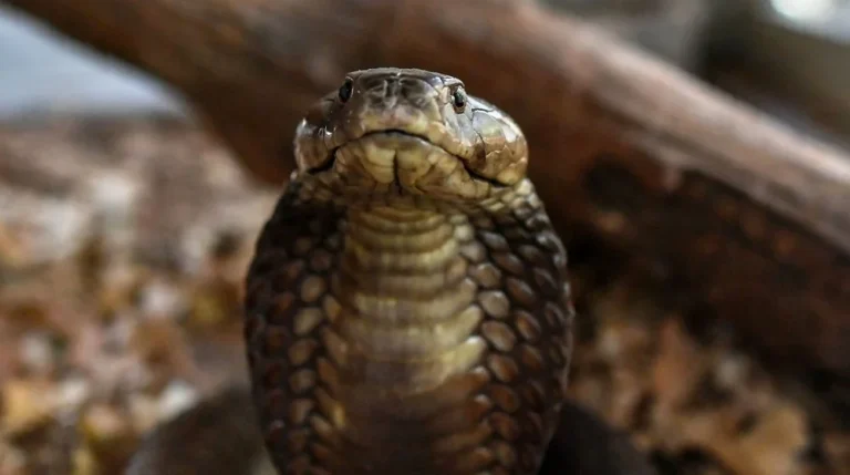 Des cobras dans les toilettes : terreur à Jakarta