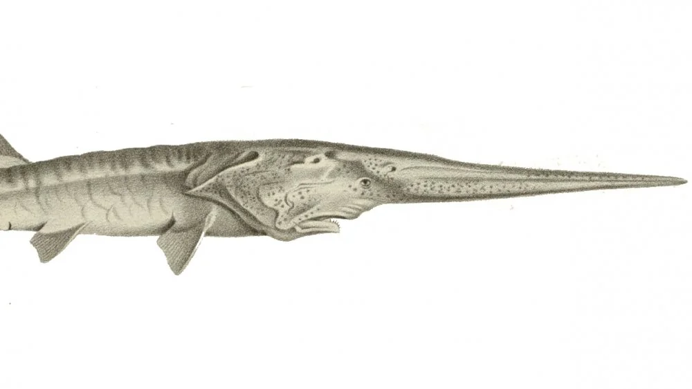 Disparition tragique du poisson-loup chinois : espèce éteinte