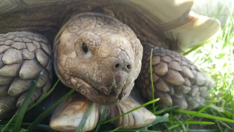 Incendie provoqué par une tortue : Miracle de Noël en Angleterre