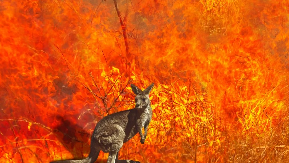 Incendies en Australie : Plus d'un milliard d'animaux perdus