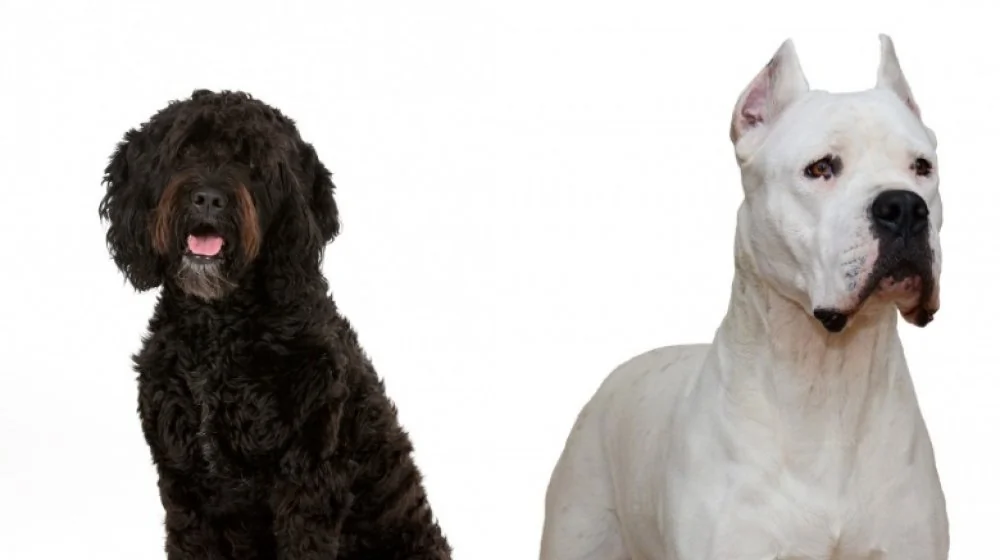 L'AKC Accueille Deux Nouvelles Races de Chiens : Barbet et Dogo Argentin