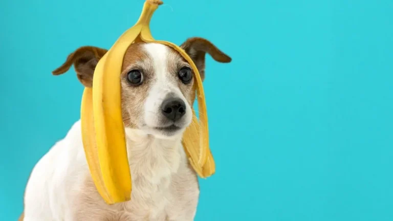 L&rsquo;Afghan Hound : Le Chien Le Moins Intelligent du Monde