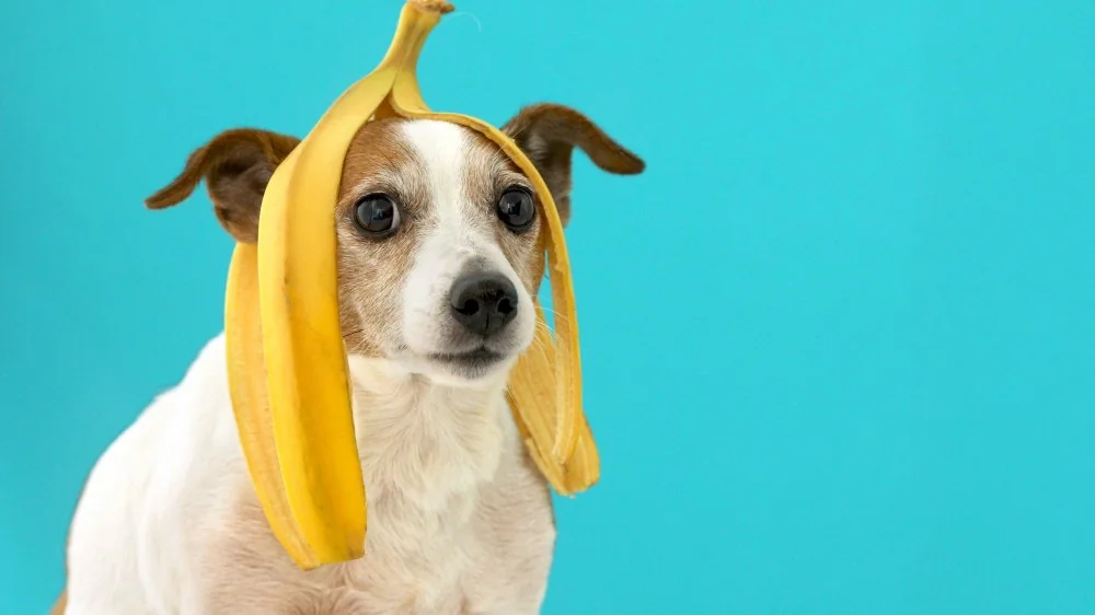 L'Afghan Hound : Le Chien Le Moins Intelligent du Monde