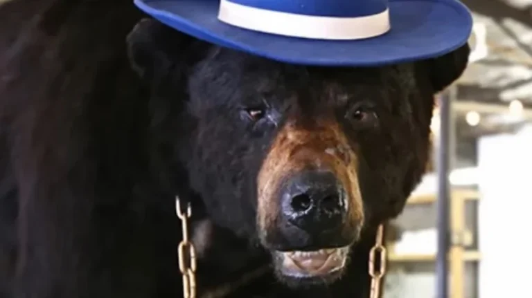 L&rsquo;incroyable histoire du Cocaine Bear du Kentucky