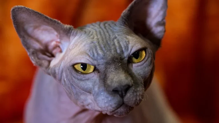 L&rsquo;origine des neuf vies des chats : mythe ou réalité ?