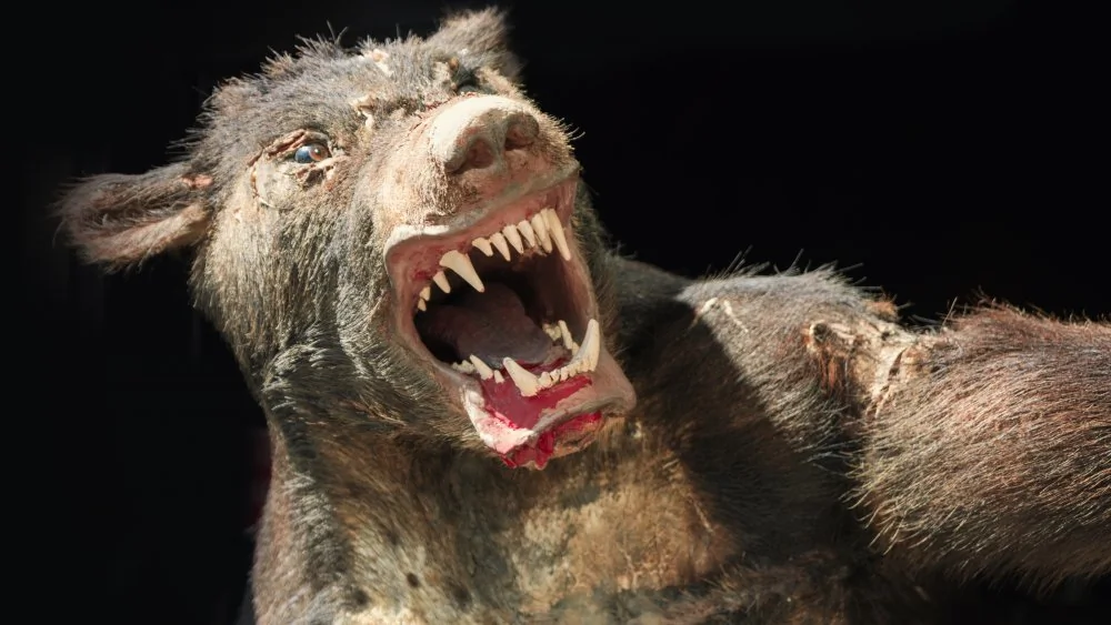 La Bête du Gévaudan : le loup-garou qui a terrifié la France