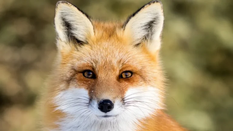 La Race de Chien Qui Ressemble Le Plus à un Renard