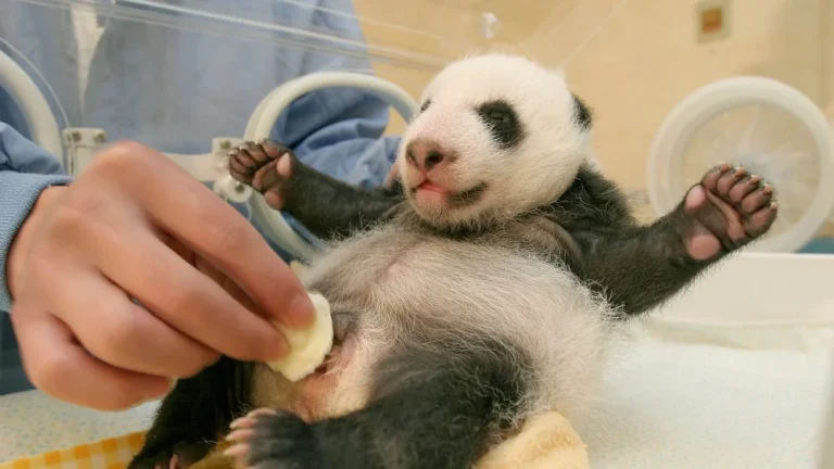 La Tradition du Papier en Fèces de Panda Renouée en Chine