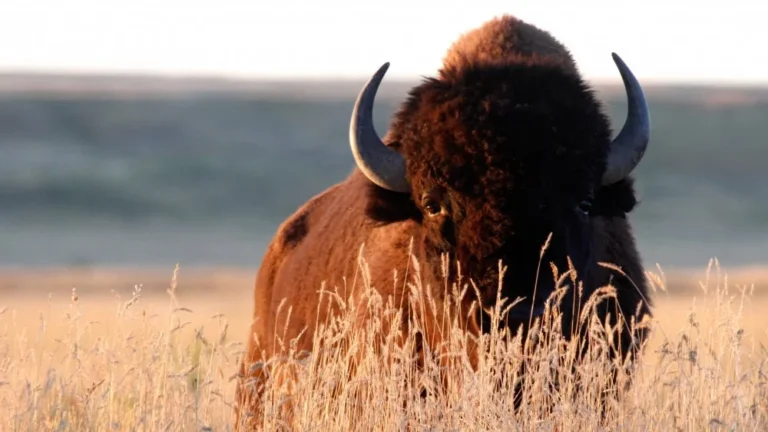 La Véritable Histoire de la Plus Ancienne Troupe de Bisons