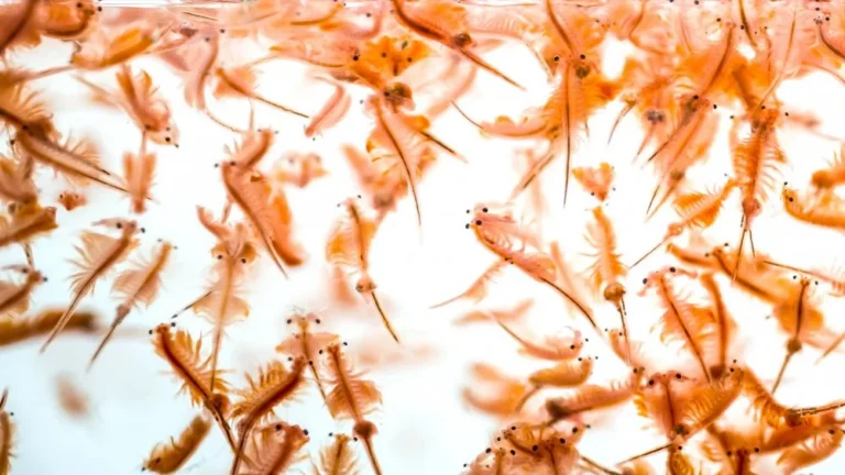 La Véritable Histoire des Sea-Monkeys: Célébrité et Controverse